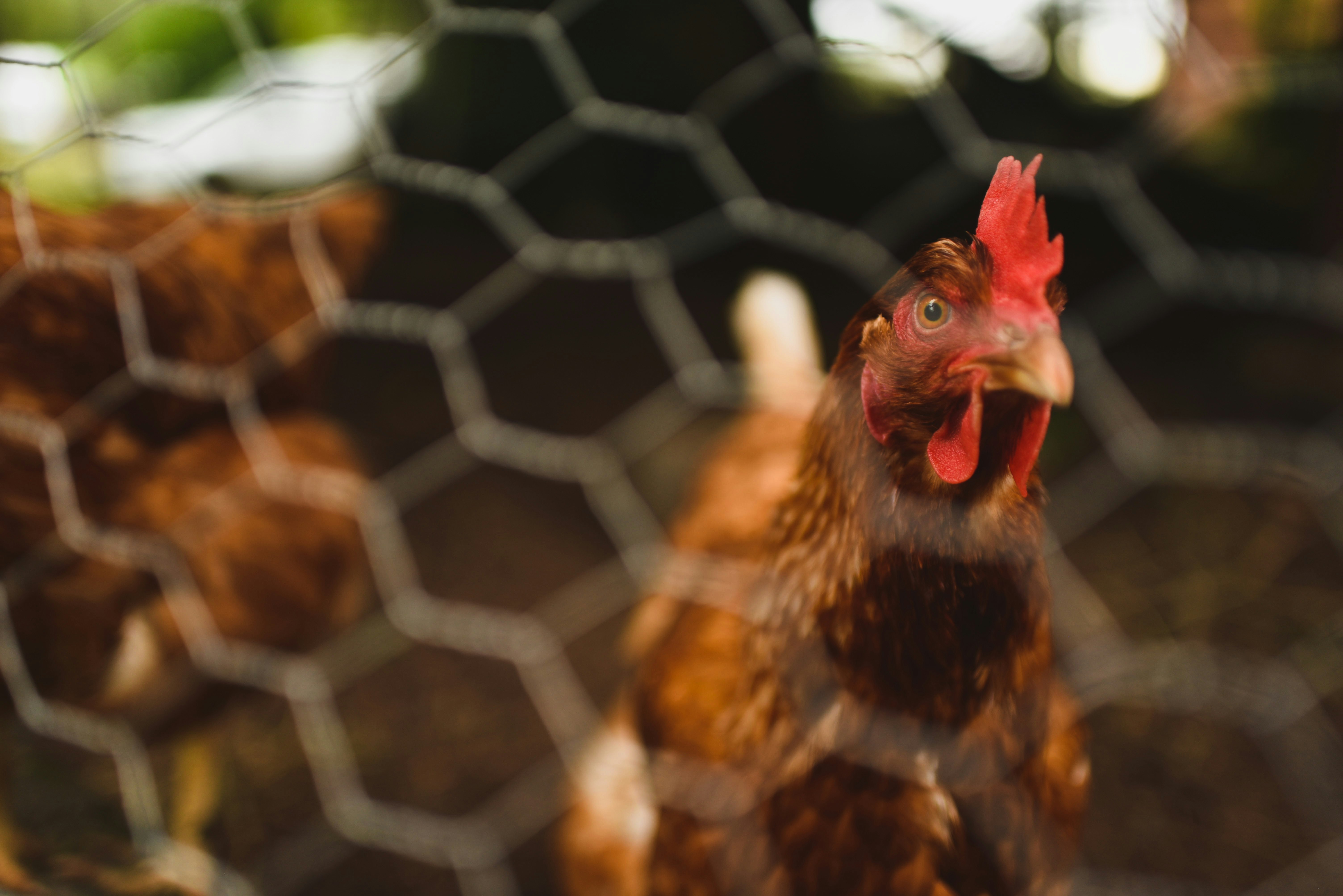 brown hen on cage during daytime